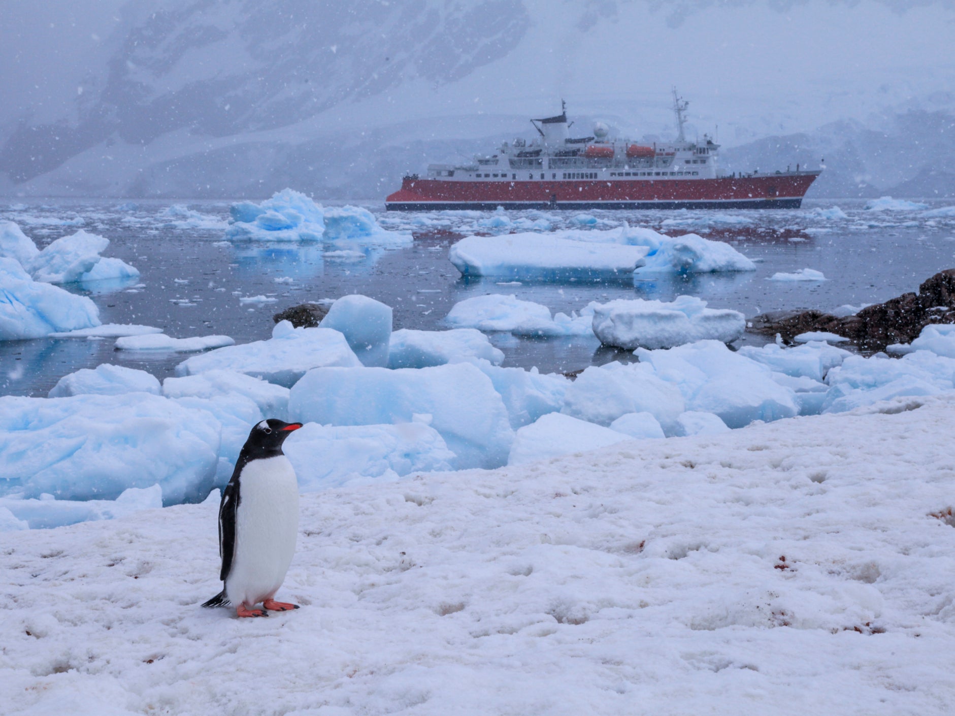 A gentoo penguin surveys the landscape in Antarctica with a research ship behind