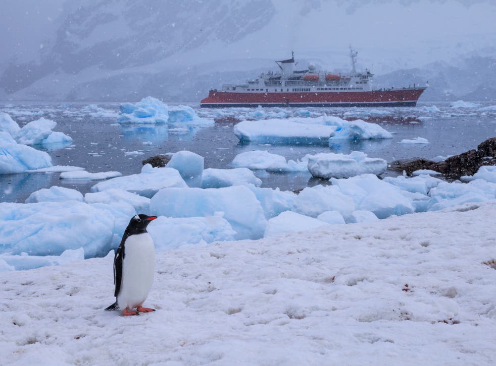 <p>A gentoo penguin surveys the landscape in Antarctica with a research ship behind</p>