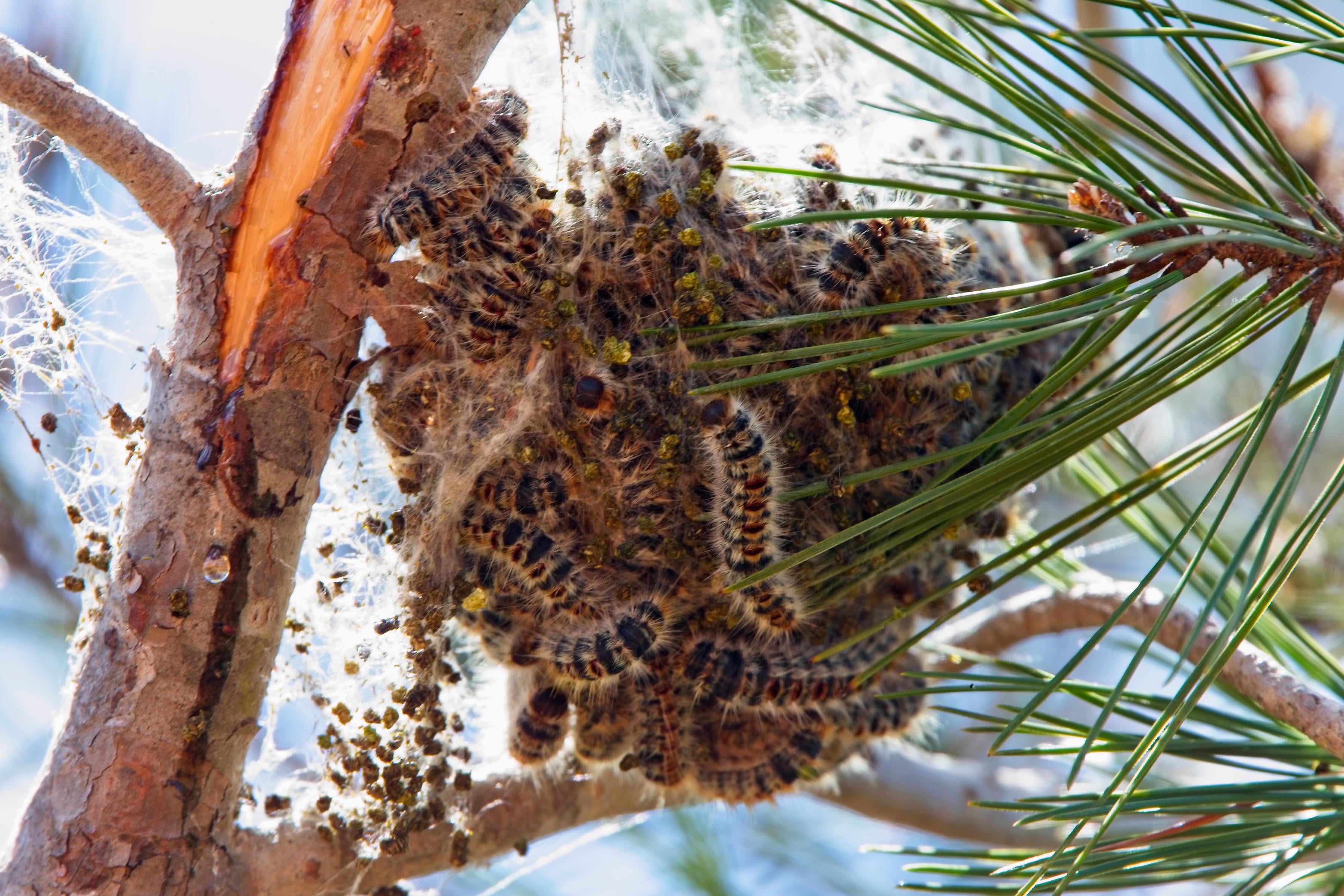Pine Processionary Moth, (Thaumetopoea pityocampa), nest in pine tree, Pegeia Forest, Cyprus (Tony Mills/ Alamy)