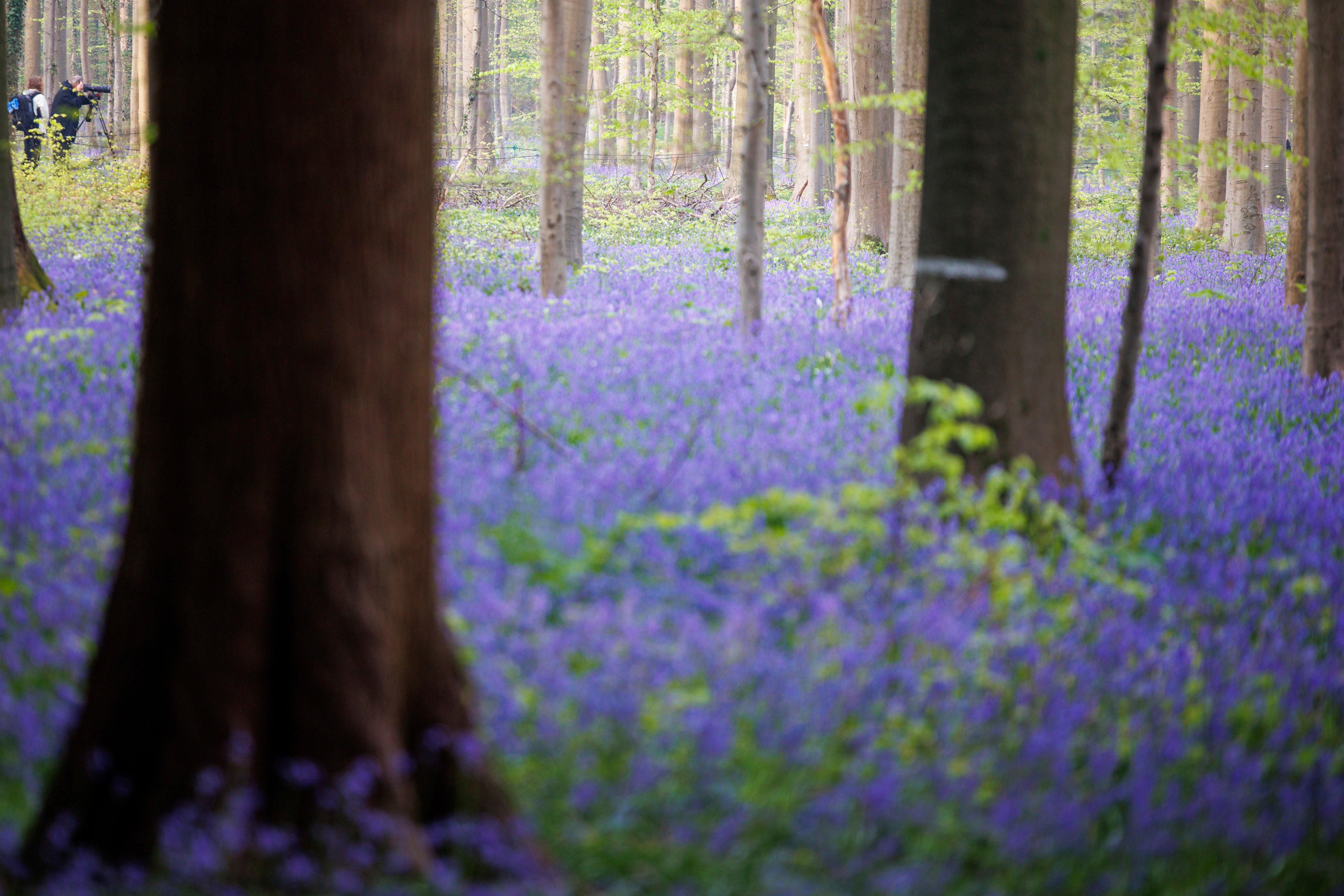 Belgium Bluebells