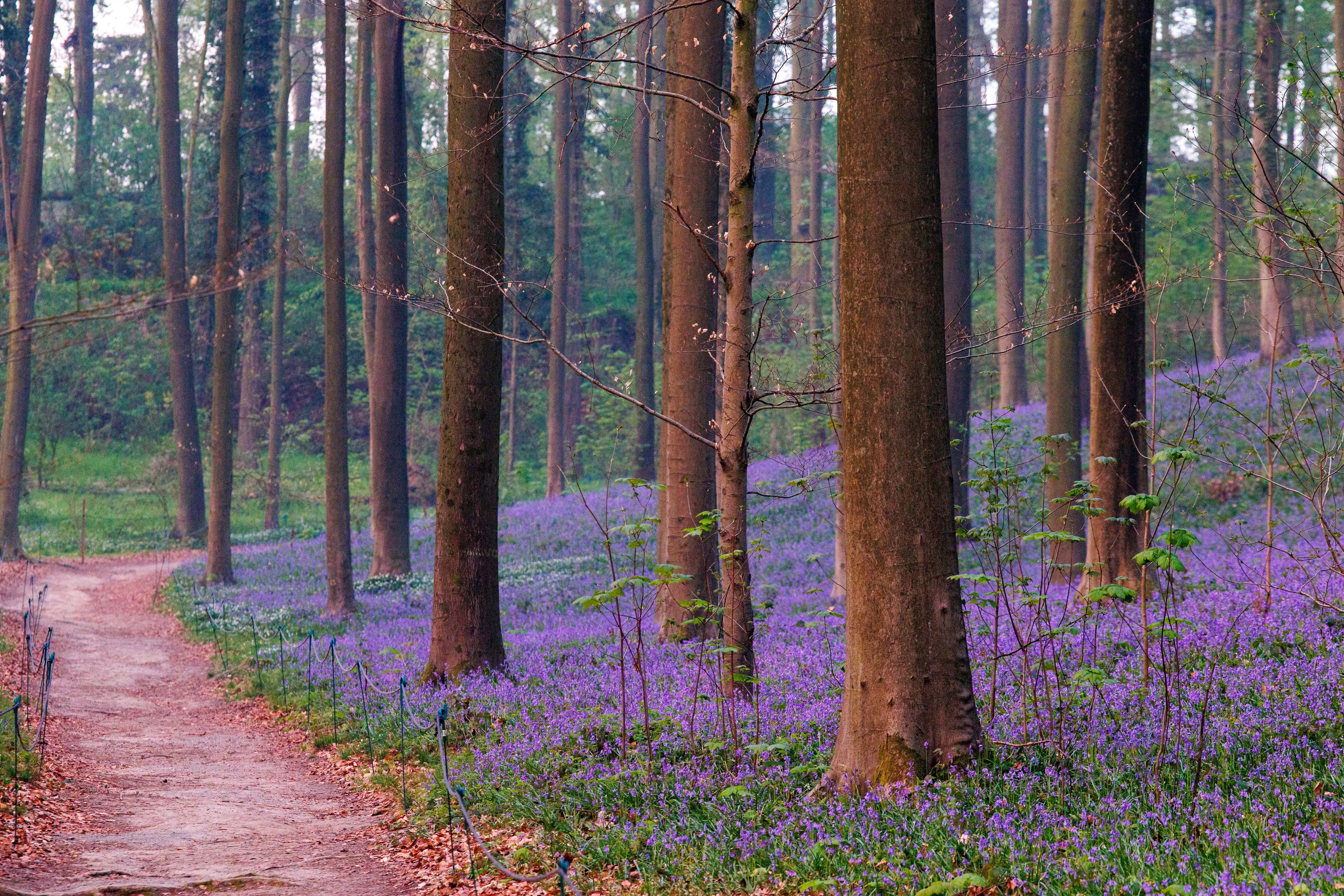 Belgium Bluebells