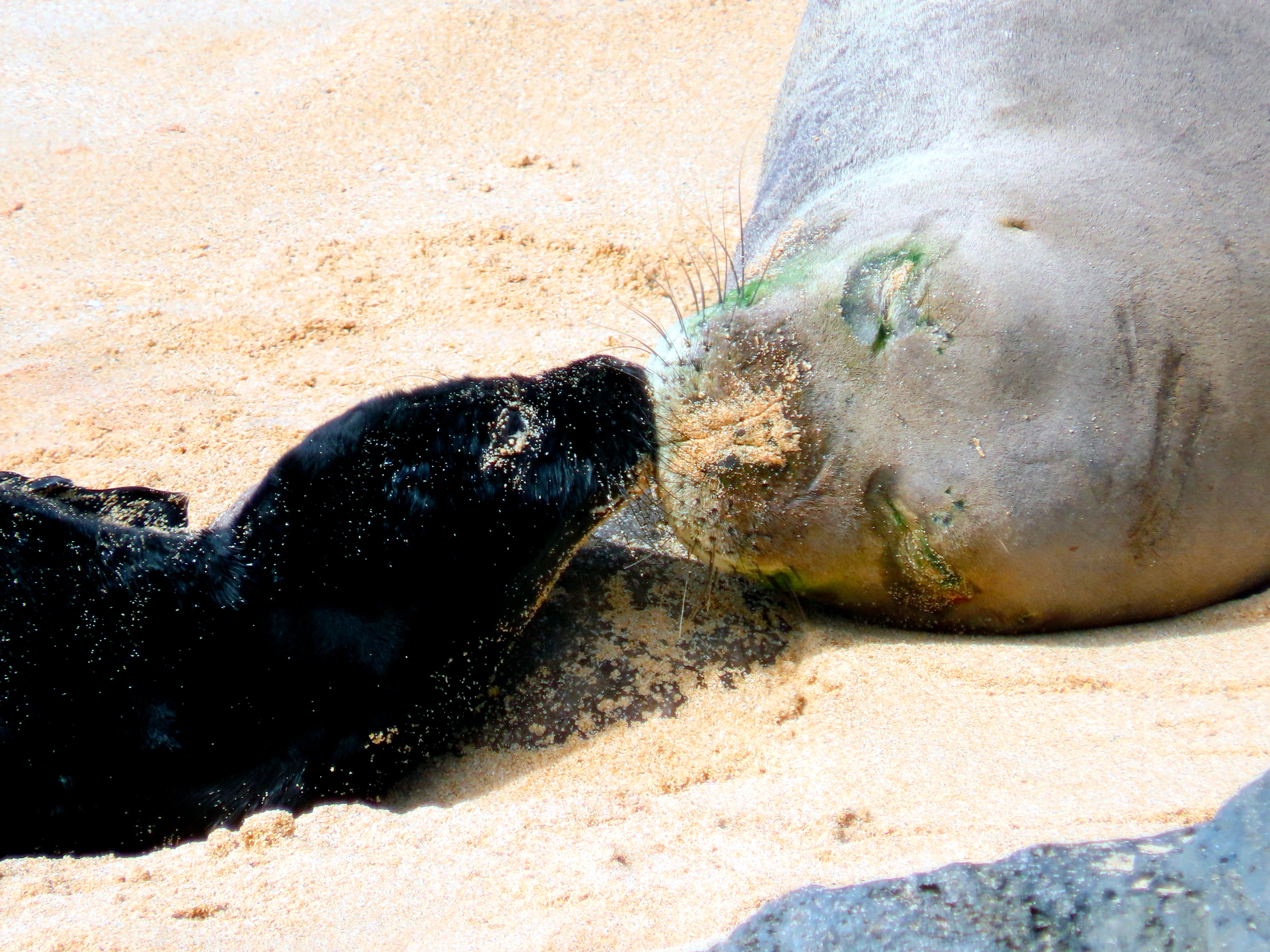 Hawaii Seal Birth