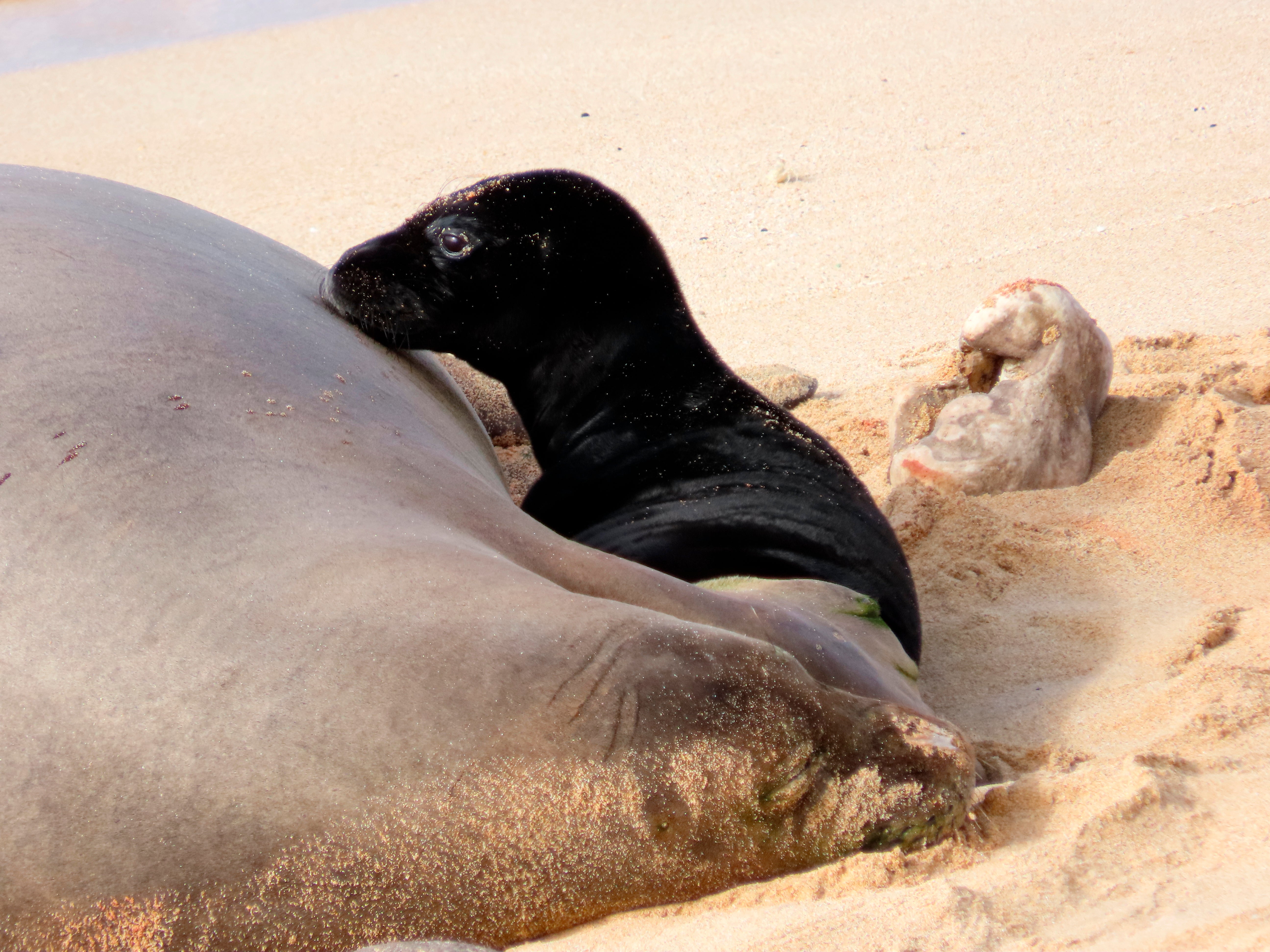 Hawaii Seal Birth