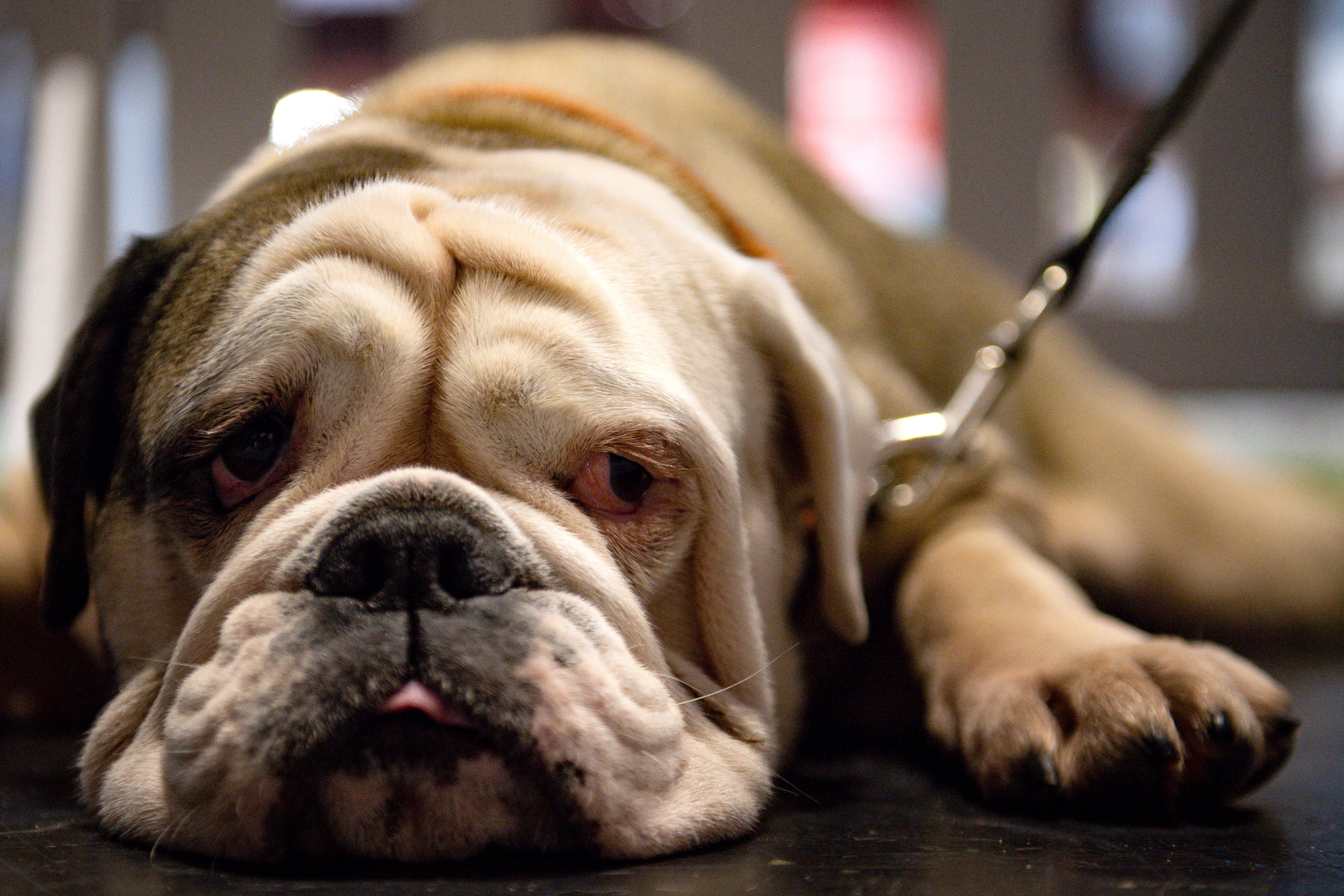 Ireland has taken in around 600 pets from Ukraine (Jacob King/PA)