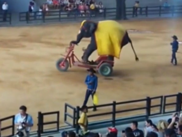 A young elephant forced to ride a scooter at a tourist attraction in Asia