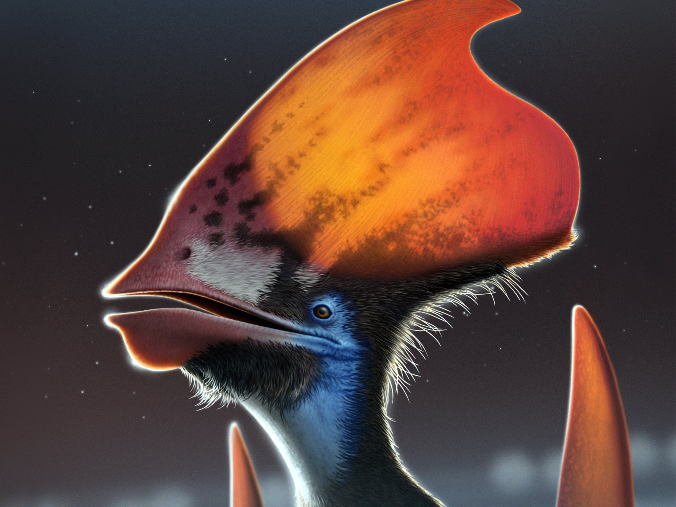 An artist’s reconstruction of the feathered pterosaur Tupandactylus, showing the feather types along the bottom of the headcrest