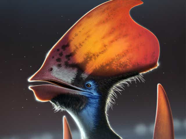 <p>An artist’s reconstruction of the feathered pterosaur Tupandactylus, showing the feather types along the bottom of the headcrest</p>
