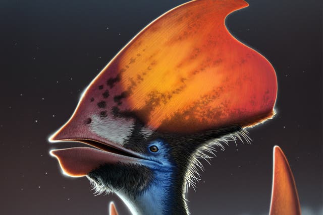 <p>An artist’s reconstruction of the feathered pterosaur Tupandactylus, showing the feather types along the bottom of the headcrest</p>