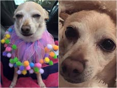 Chihuahua named world’s oldest living dog by Guinness World Records