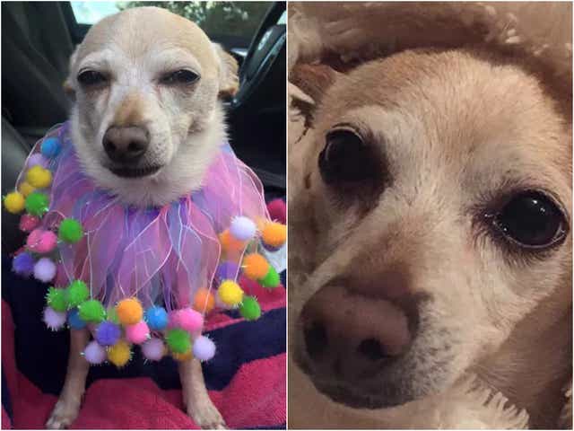 <p>TobyKeith, a 21-year-old chihuahua, has been declared the world’s oldest living dog</p>