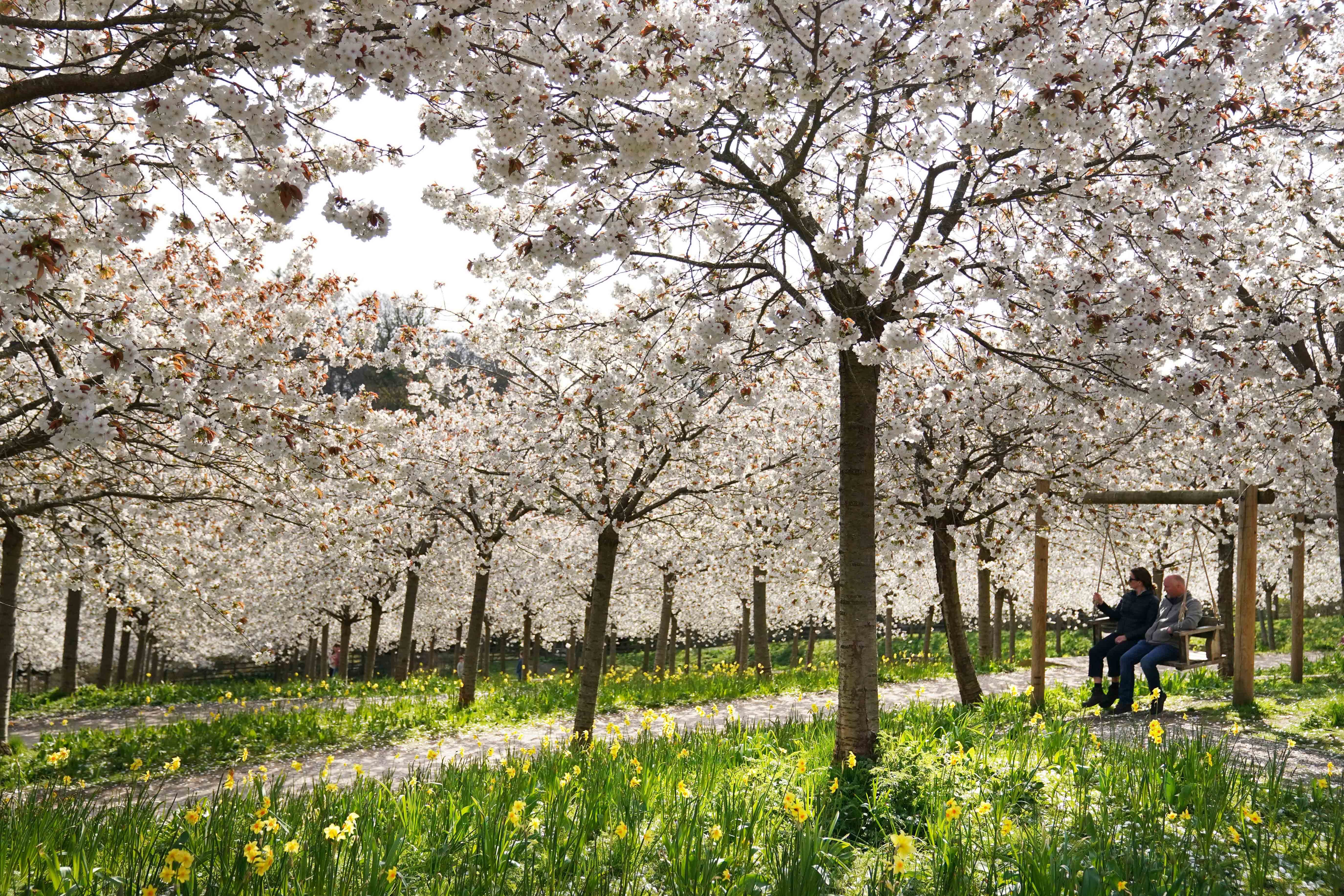 People at Alnwick Garden in Northumberland admire the Cherry Orchard, the garden has the largest collection of ‘Taihaku’ in the world