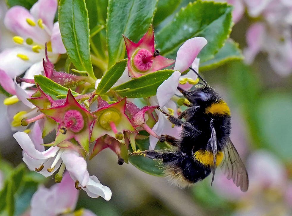 Climate change and agriculture halve insect populations in some areas ...