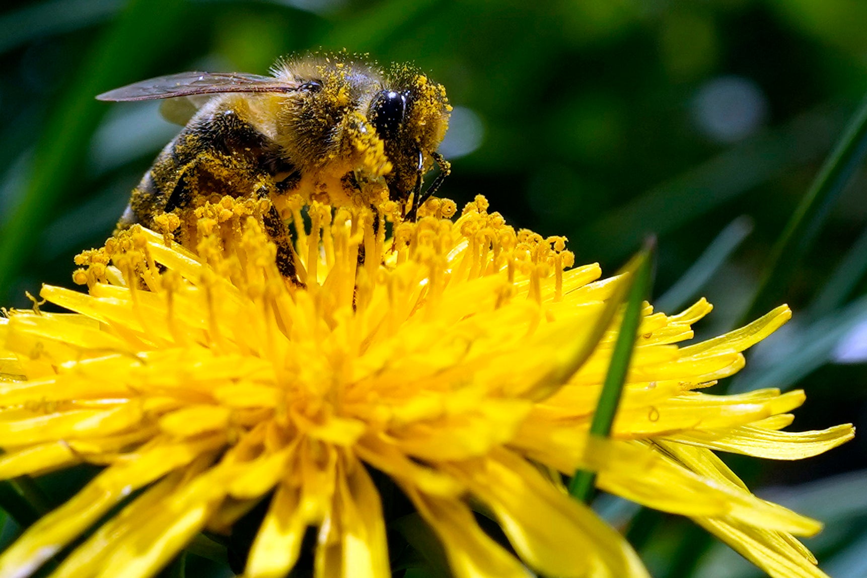 An estimated 70 per cent of McElrea’s bees died