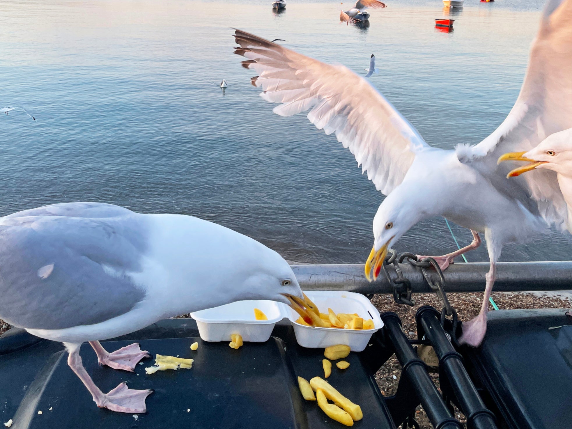 Have herring gulls had their chips?