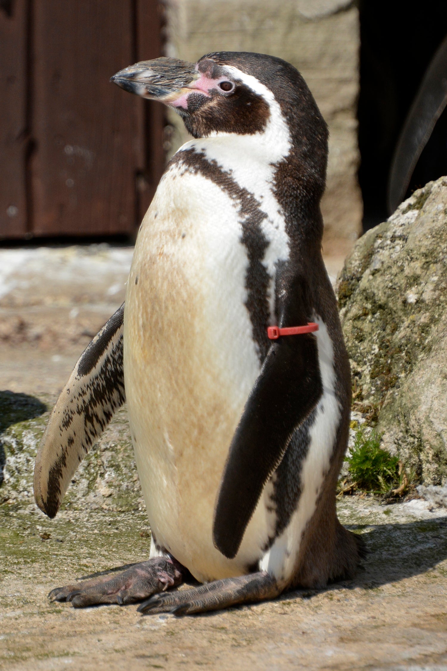 Rosie has lived at the Sewerby Zoo in East Yorkshire since 1990 (East Riding of Yorkshire Council/PA)