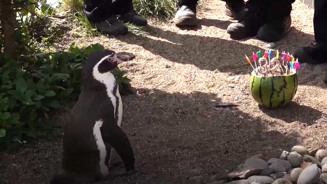 <p>Rosie, el pingüino, celebra con su sandía </p>