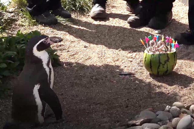 <p>Rosie, el pingüino, celebra con su sandía </p>