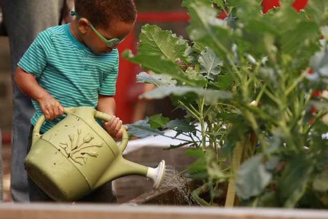 <p>An elementary school student uses a watering can at one of Harlem Grown’s urban farms in New York City</p>