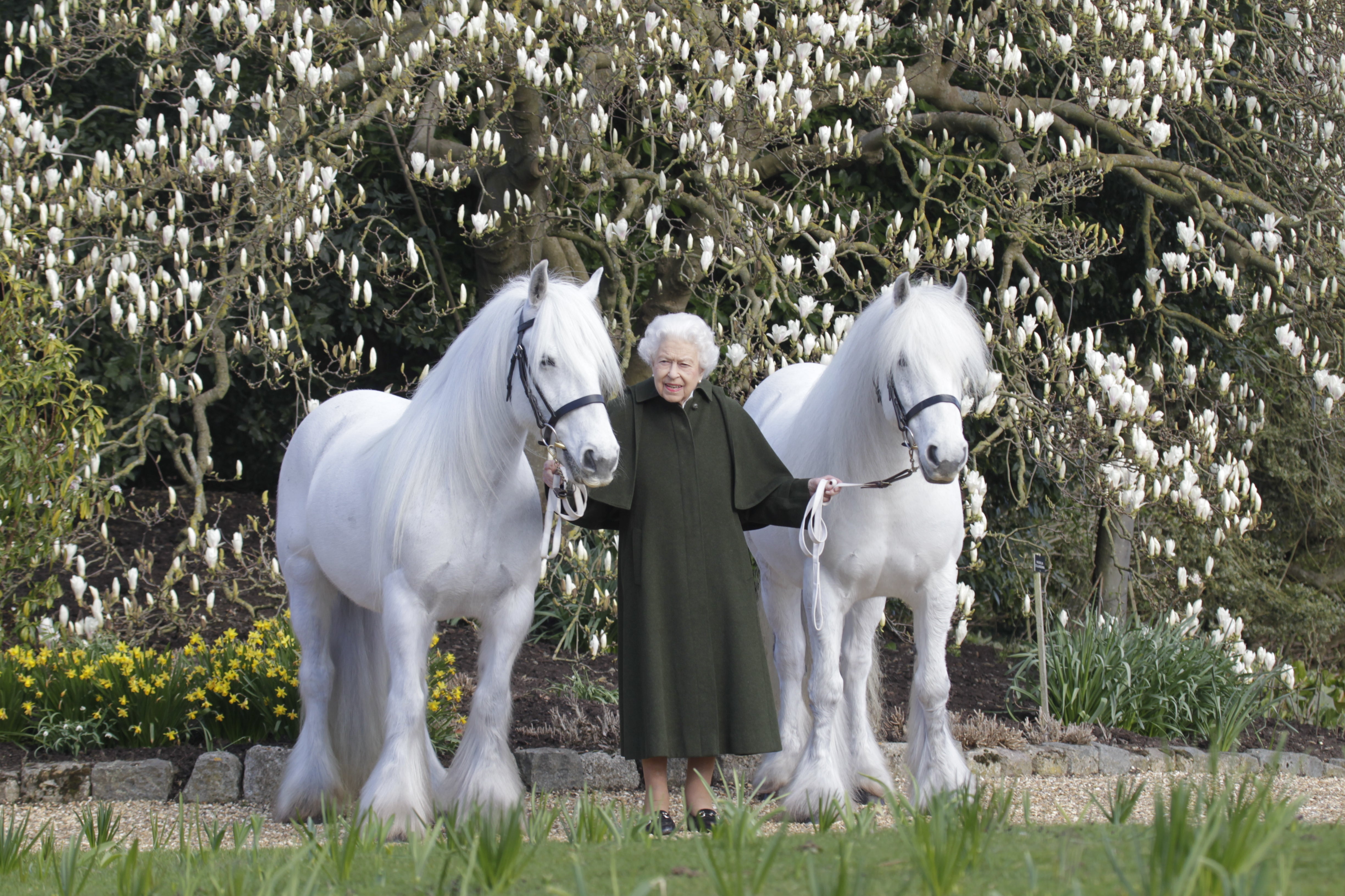 The new portrait of the Queen with two of her Fell ponies, Bybeck Katie and Bybeck Nightingale, to mark her 96th birthday (The Royal Windsor Horse Show/PA)