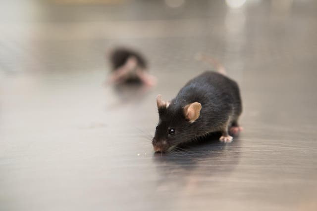 <p>Human muscle stem cells that are capable of renewing themselves and repairing muscle tissue damage in mice have been developed by scientists </p>