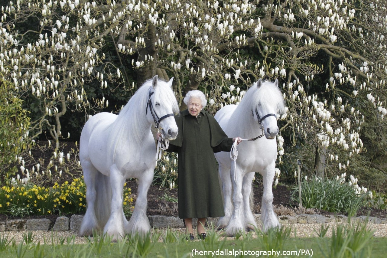 The new portrait of the Queen with two of her Fell ponies, Bybeck Katie and Bybeck Nightingale, to mark her 96th birthday (henrydallalphotography.com//The Royal Windsor Horse Show/PA)