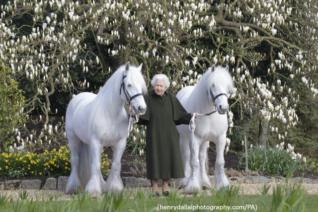 The new portrait of the Queen with two of her Fell ponies, Bybeck Katie and Bybeck Nightingale, to mark her 96th birthday (henrydallalphotography.com//The Royal Windsor Horse Show/PA)