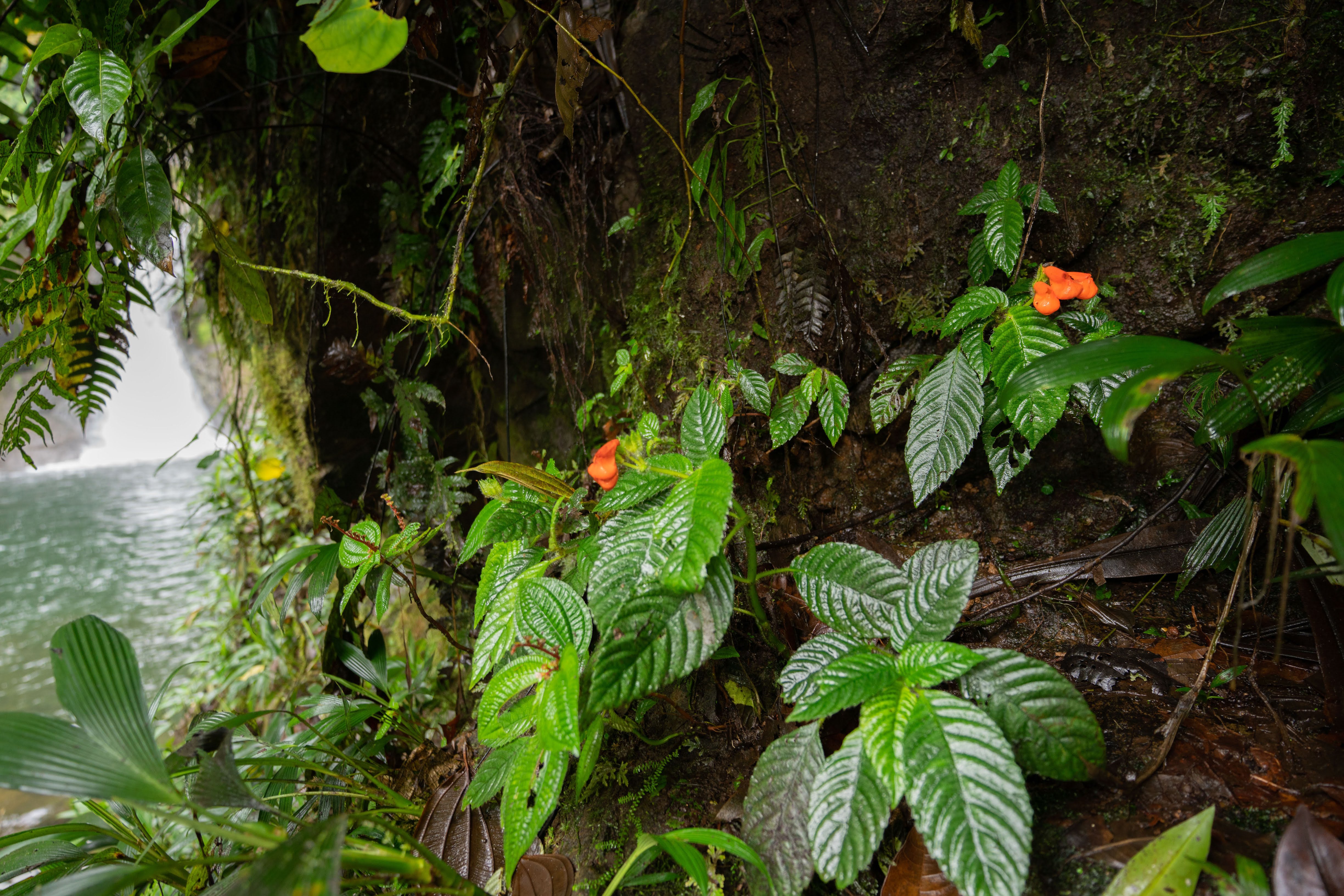 rainforest flowers