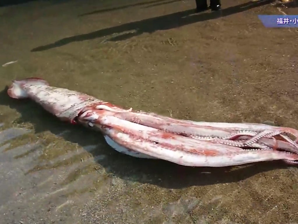 <p>A giant squid was found in Ugu beach in Obama of Fukui Prefecture, Japan </p>