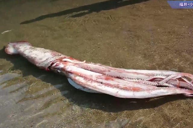 <p>A giant squid was found in Ugu beach in Obama of Fukui Prefecture, Japan </p>