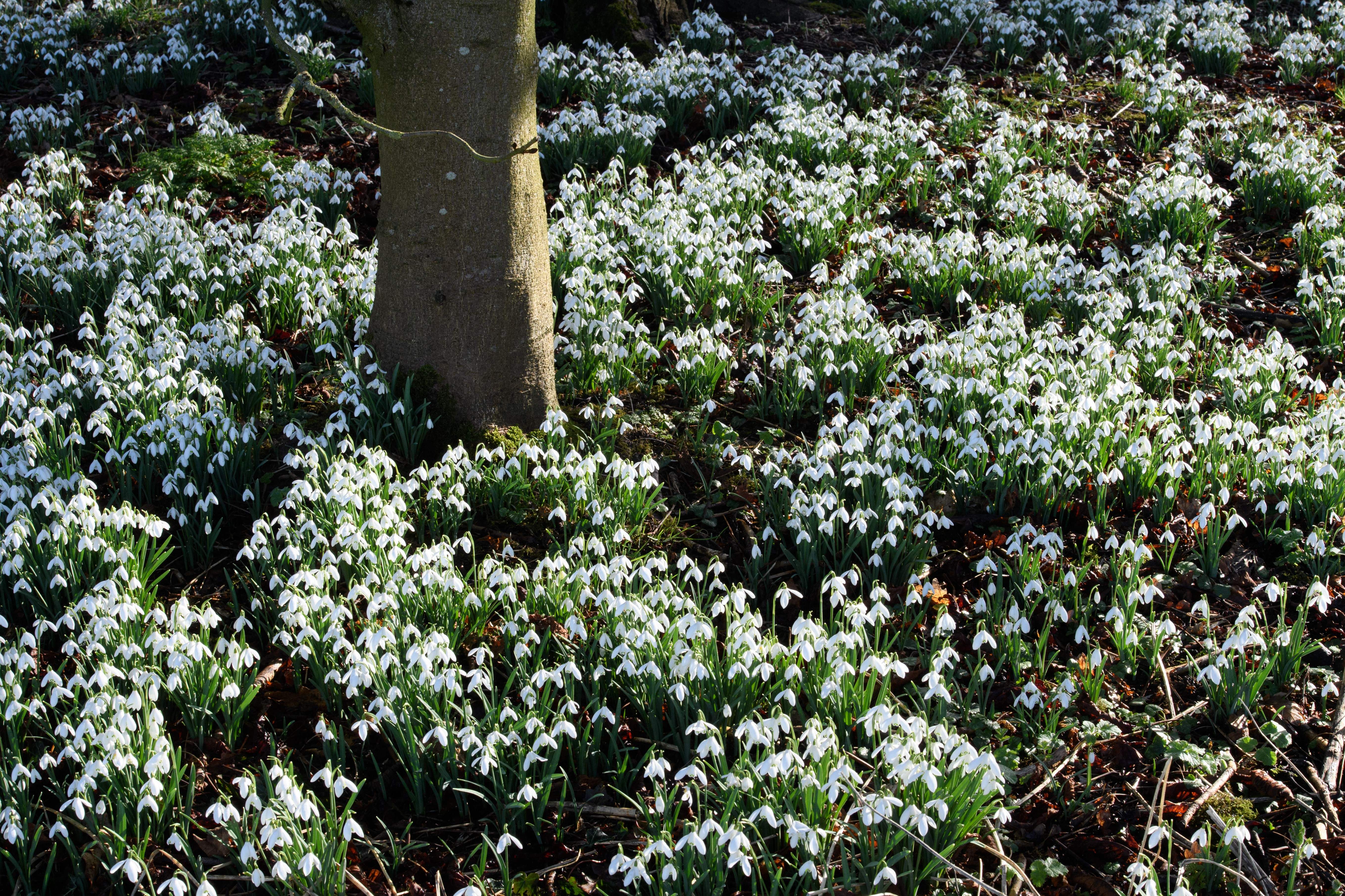 A carpet of snowdrops in the grounds of Burton Agnes Hall, near Bridlington, Yorkshire