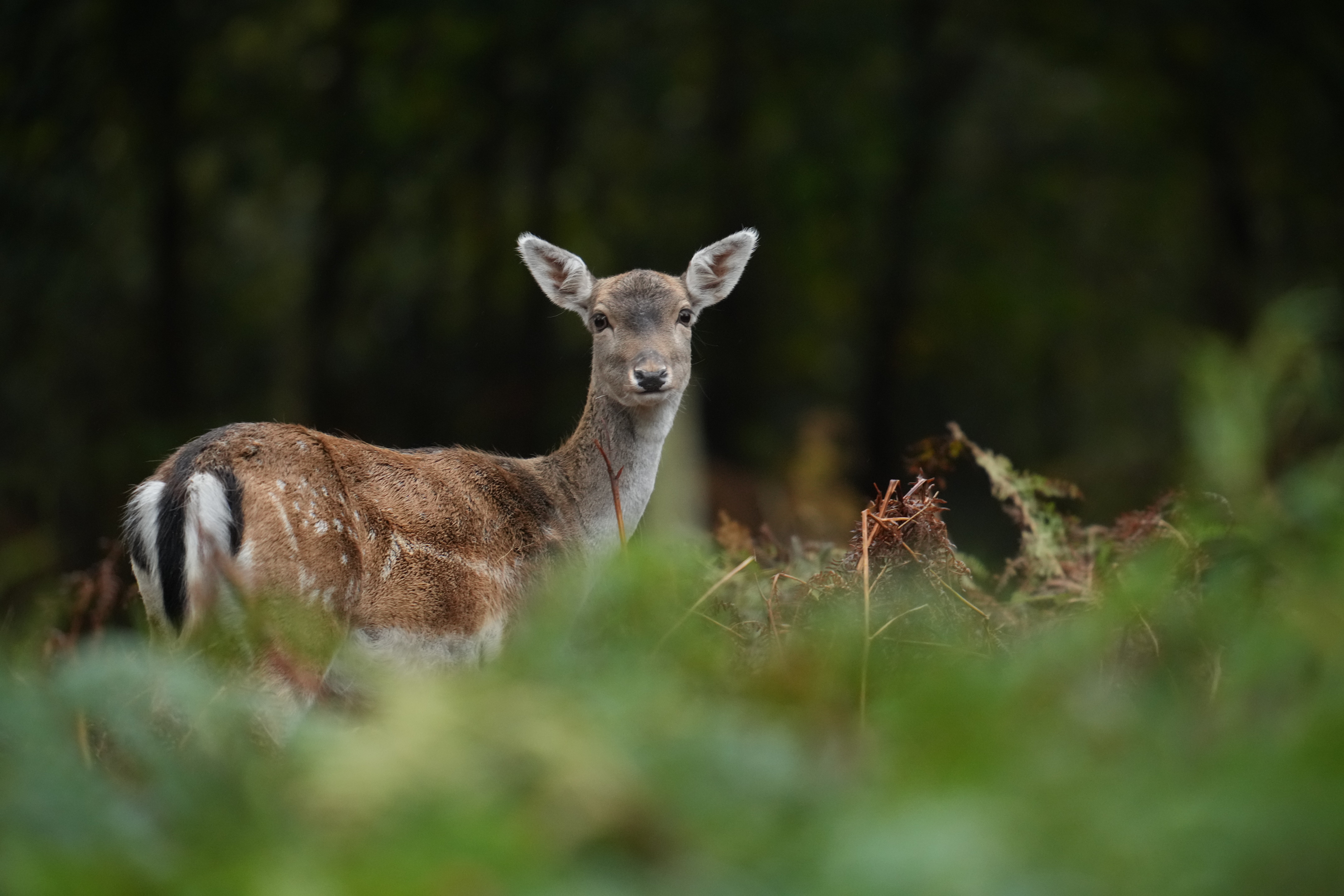 The UK has seen increases in deer numbers, which then eat tree growth