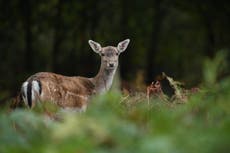 ‘Half-baked’ government food strategy to urge public to eat more venison