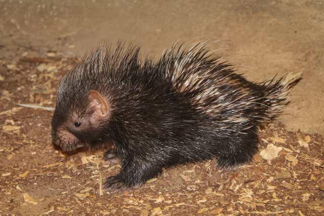 London Zoo has released images of its new baby porcupine (ZSL London Zoo/PA)