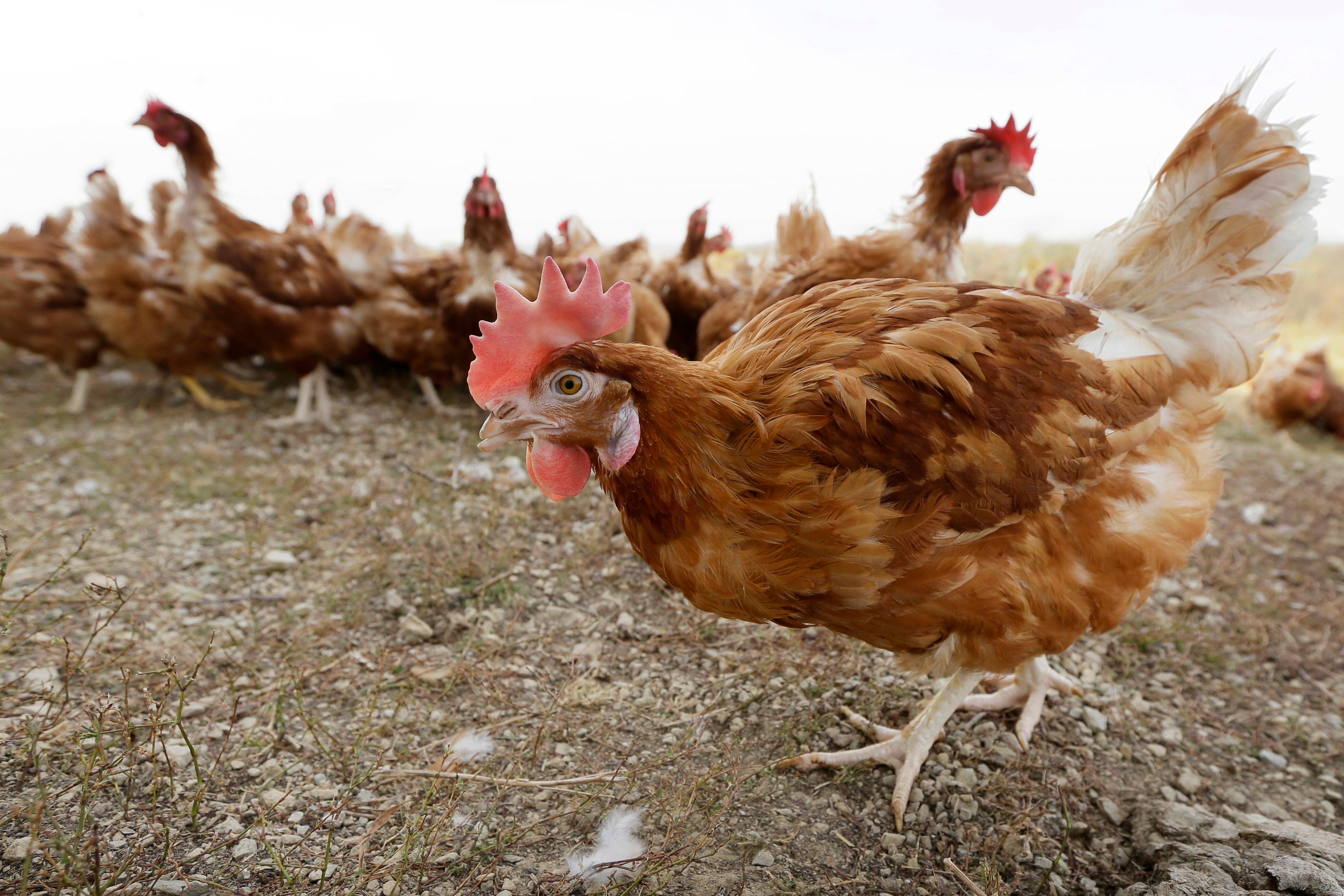 The sale of free-range eggs in the UK was suspended in March after British hens spent the last four months indoors