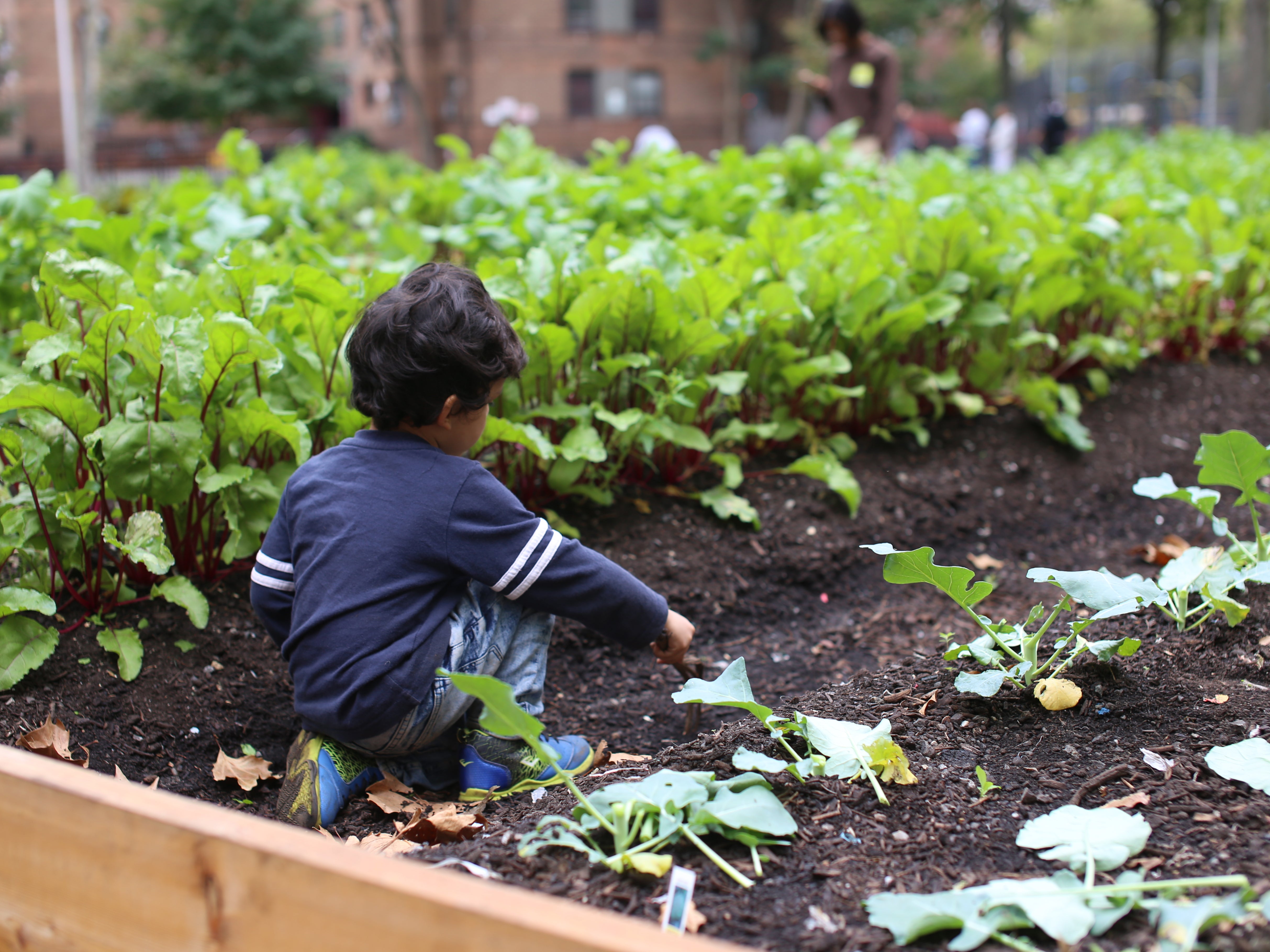 A child works on a raised plant bed at Harlem Grown