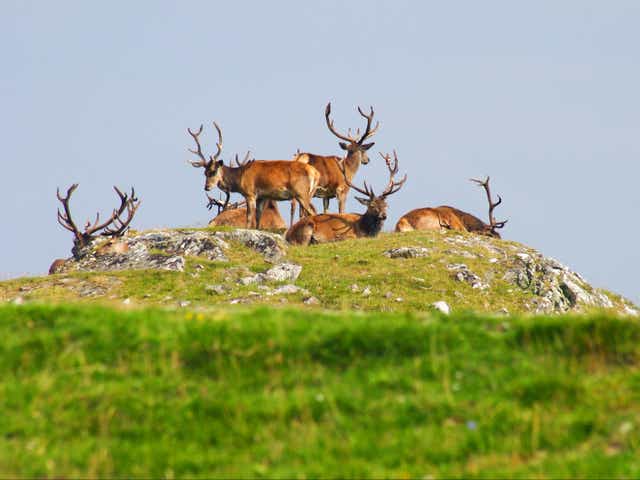 <p>Artificially high populations of deer are blamed for stopping the natural regeneration of woodlands</p>