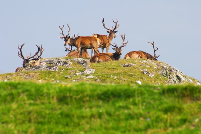<p>Artificially high populations of deer are blamed for stopping the natural regeneration of woodlands</p>