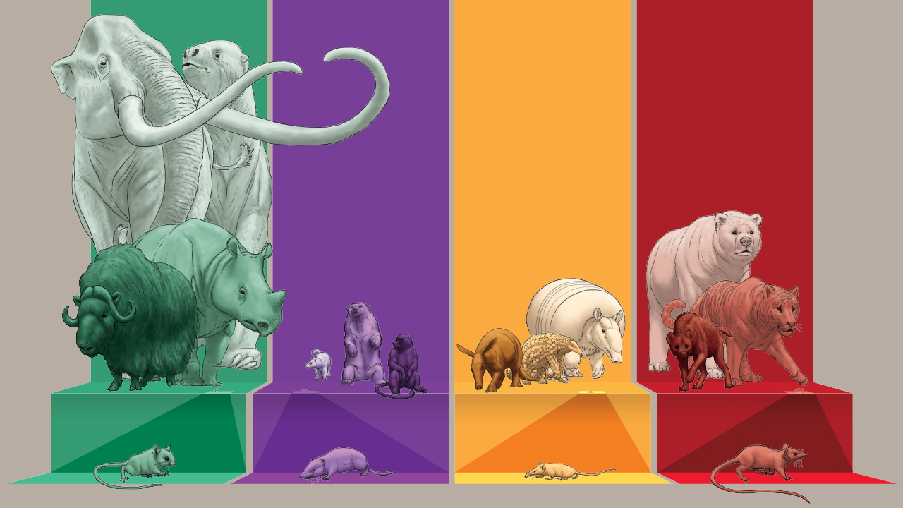 An illustration featuring mammalian herbivores (green), omnivores (purple), invertivores (yellow) and carnivores (red)
