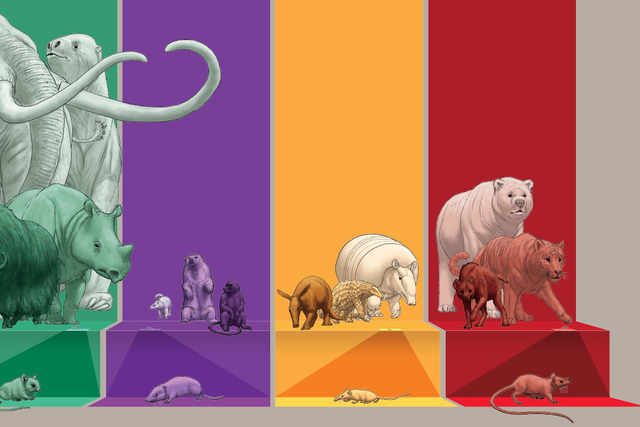 <p>An illustration featuring mammalian herbivores (green), omnivores (purple), invertivores (yellow) and carnivores (red)</p>