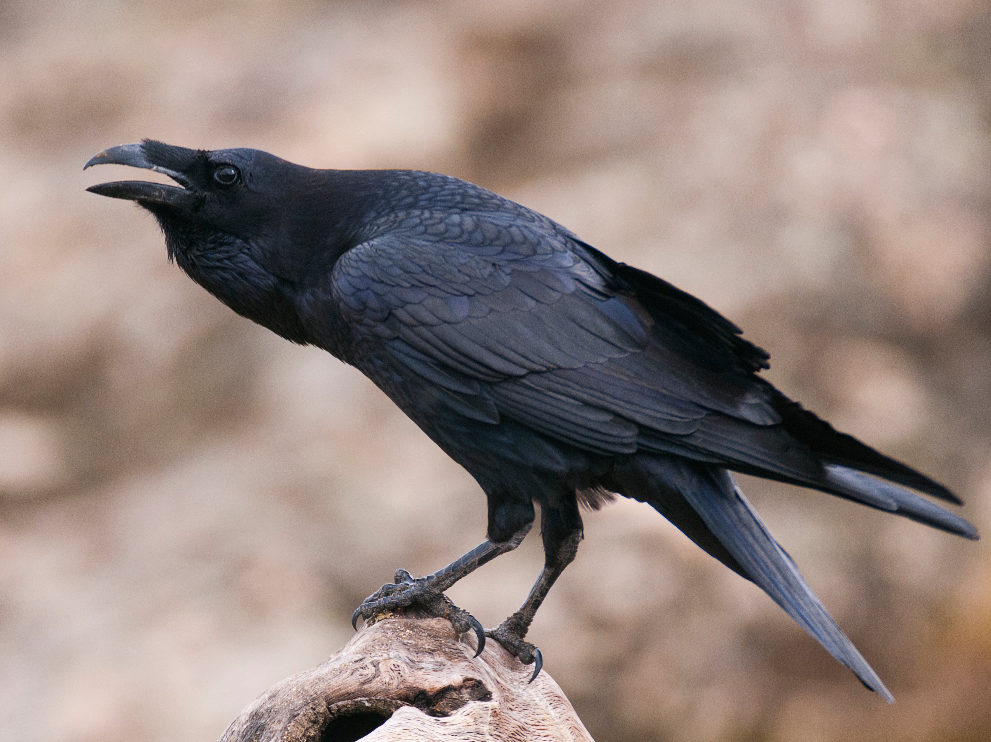 Ravens [pictured] and crows are highly competent fliers with large brain sizes in proportion to their bodies, giving them an edge over other species