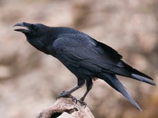 ‘Brains and brawn’ allow crows and ravens to thrive almost anywhere in the world