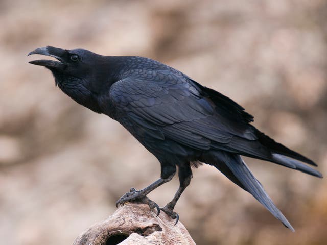 <p>Ravens [pictured] and crows are highly competent fliers with large brain sizes in proportion to their bodies, giving them an edge over other species</p>