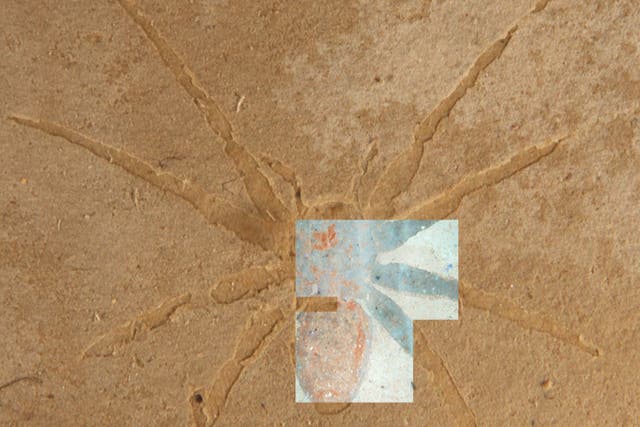 <p>Fossilised spider from the Aix-en-Provence formation in France seen in hand sample overlain with fluorescent microscopy image </p>