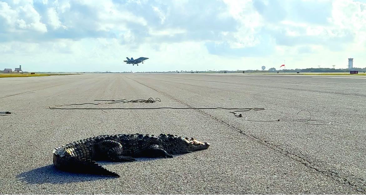 A sun-loving crocodile refuses to leave the runway at Naval Air Station Key West, Florida