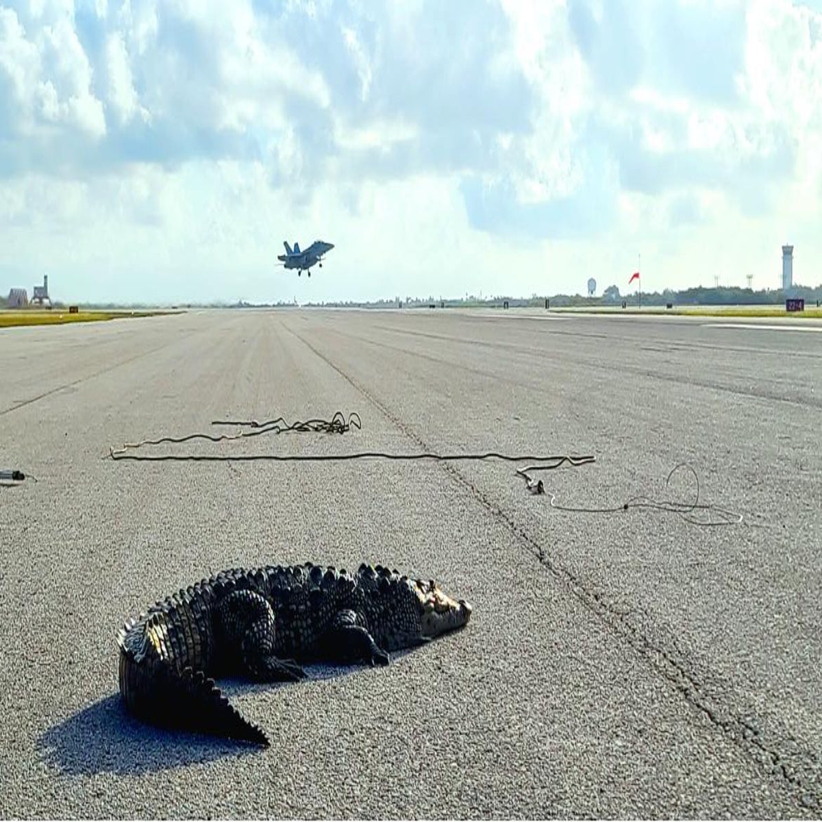 Sunbathing crocodile blocks runway at US Navy base in Florida | The  Independent