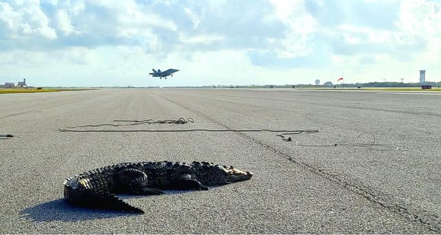 <p>A sun-loving crocodile refuses to leave the runway at Naval Air Station Key West, Florida</p>