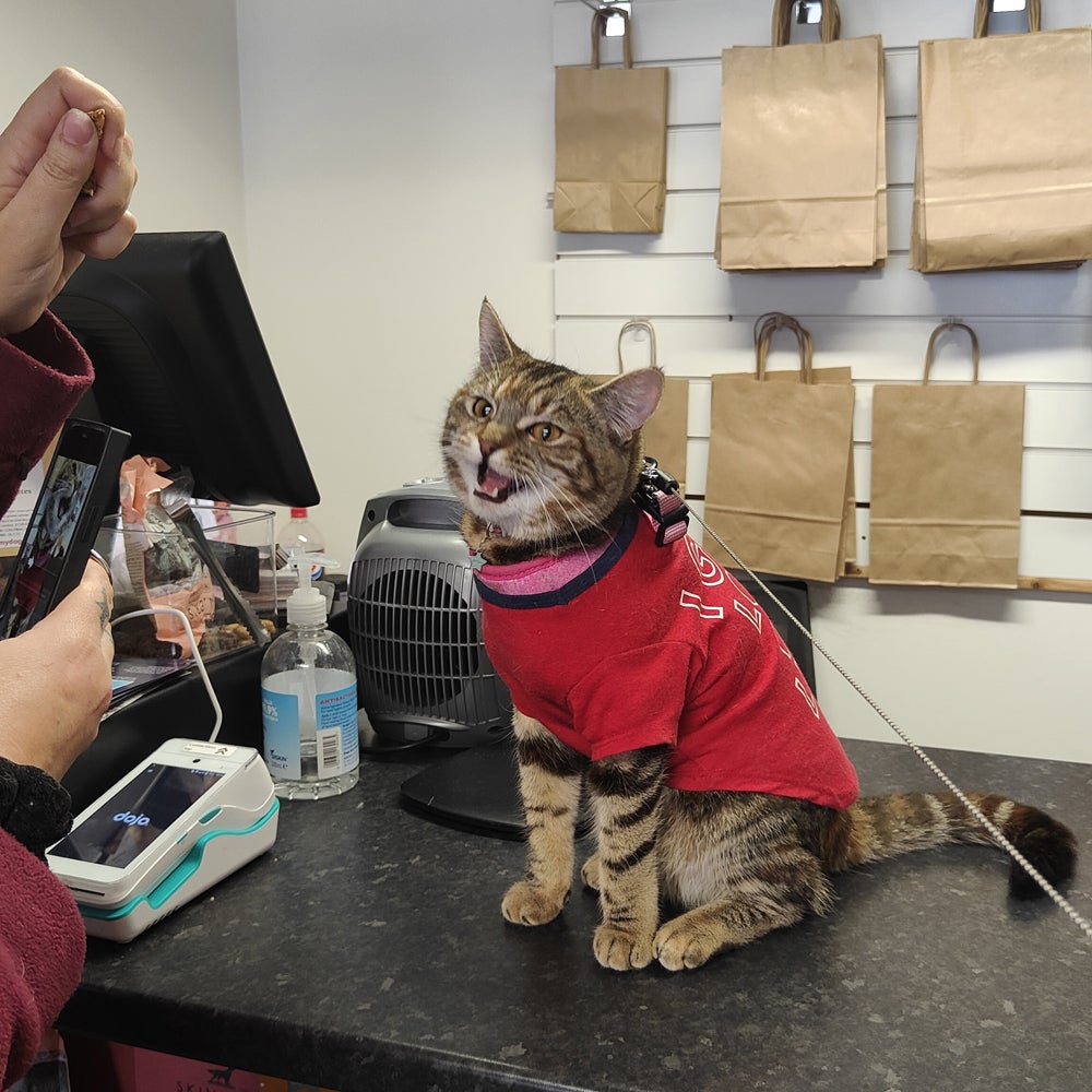 MewPaul enjoying attention in The Doggy Deli in Beverley (Collect/PA Real Life)