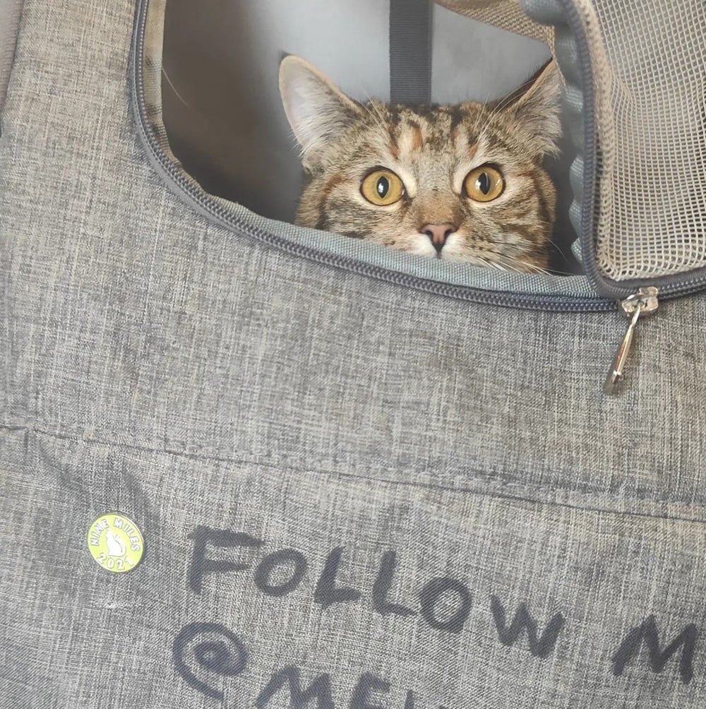 MewPaul in her backpack ready for exploring (Collect/PA Real Life)