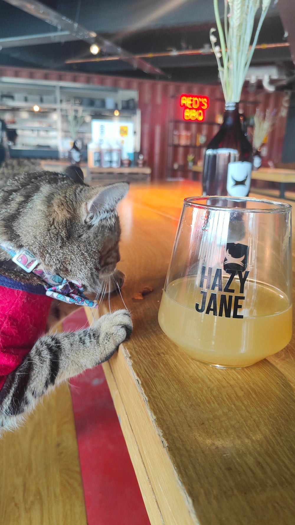 MewPaul prefers the cat treats to the pints (Collect/PA Real Life)