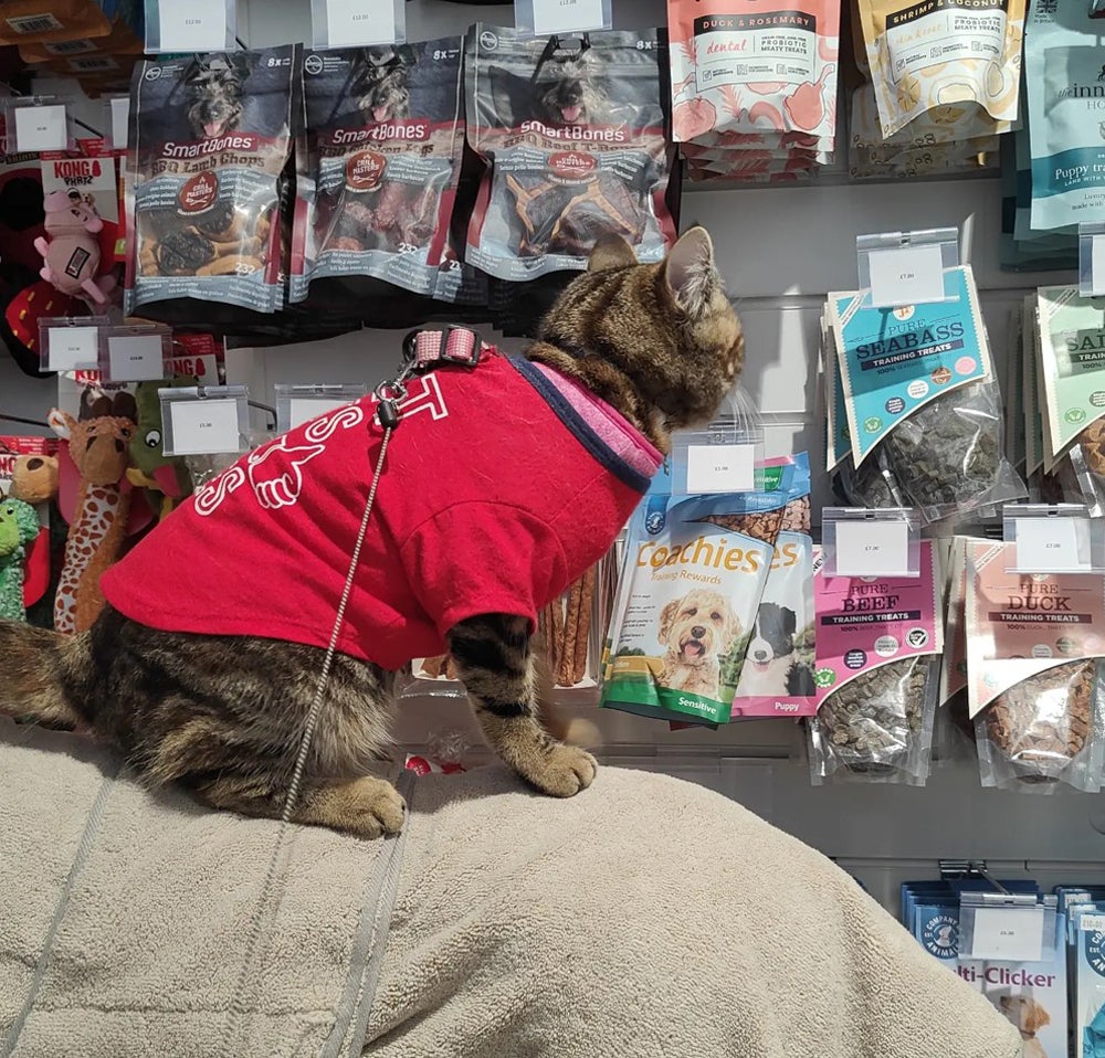 MewPaul sussing out the treats in Everything But The Dog shop in Beverley (Collect/PA Real Life)